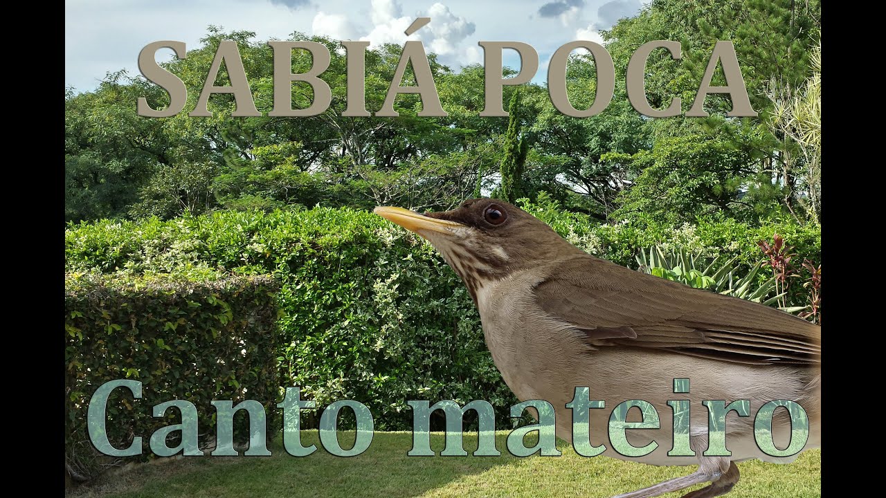Sabiá poca selvagem cantando ao vivo em HQ para ensinamento de filhotes