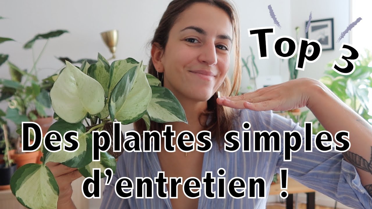 Top 3 des plantes simples à entretenir ; idéal débutant !