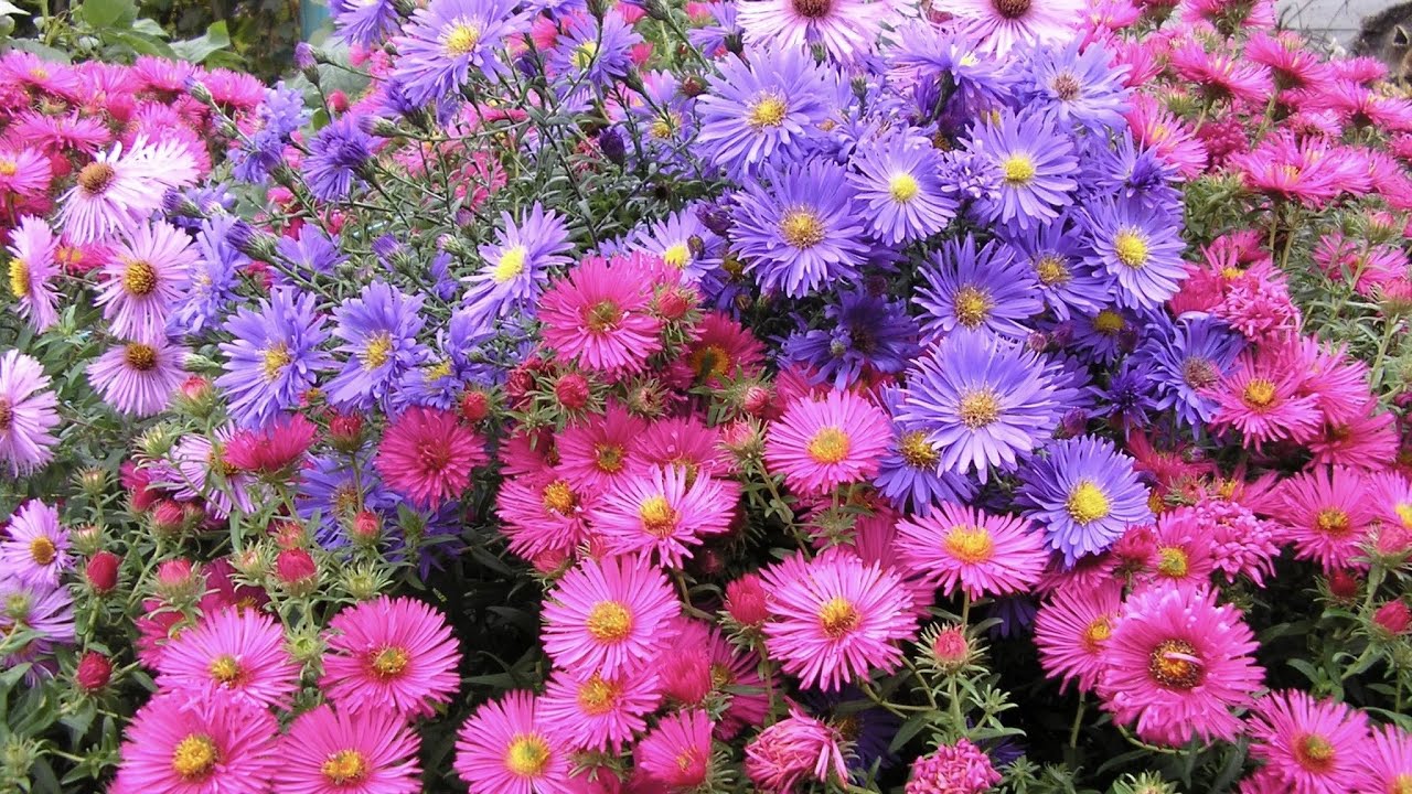 МНОГОЛЕТНИЕ АСТРЫ. ЦВЕТУЩИЕ ВЕСНОЙ / ЛЕТОМ / ОСЕНЬЮ. Aster novi-belgii. Perennial asters.