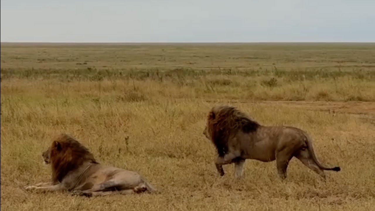 Male lion thinks this lion can't see him