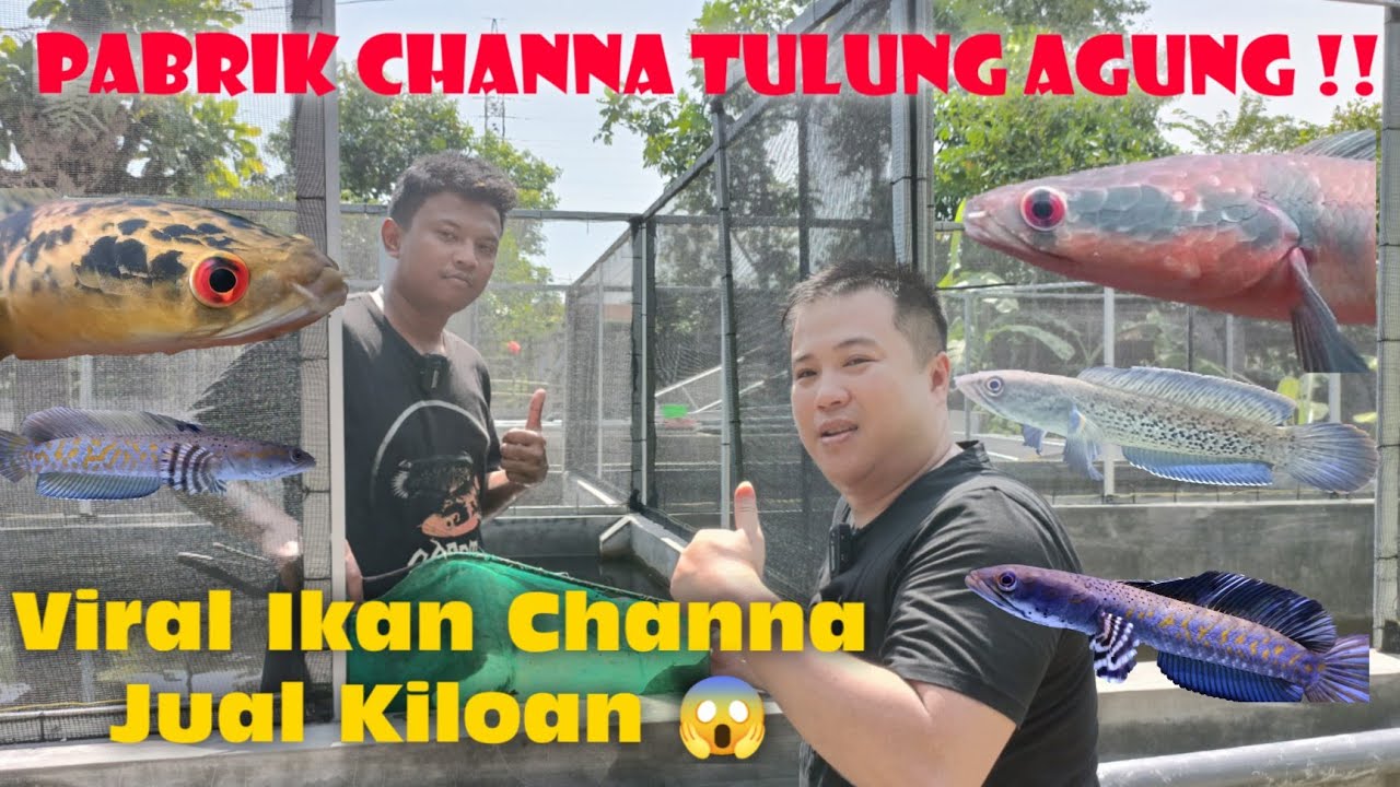 Ikan Channa Di Jual Kiloan !?!? 😱😱😱...@Bos Bos Qu @Eka Setiawan 😍😍..
