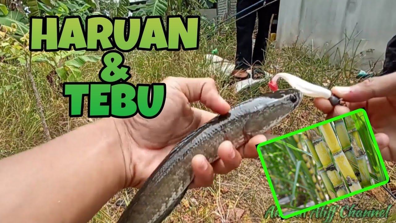 #EP361 Mengelau Haruan dan Air Tebu - rezeki jangan ditolak