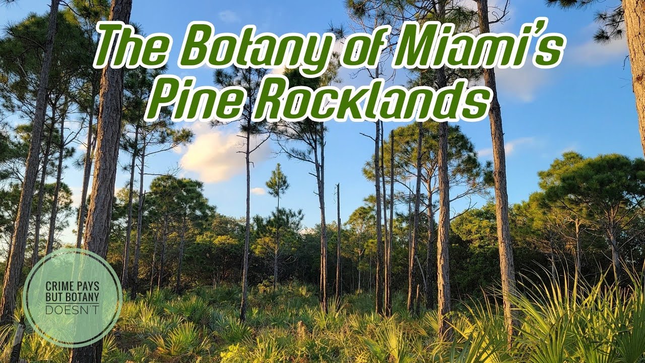 More Than Just Tacky Sunglasses & Ugly Sports Cars - The Botany of Miami's Pine Rocklands