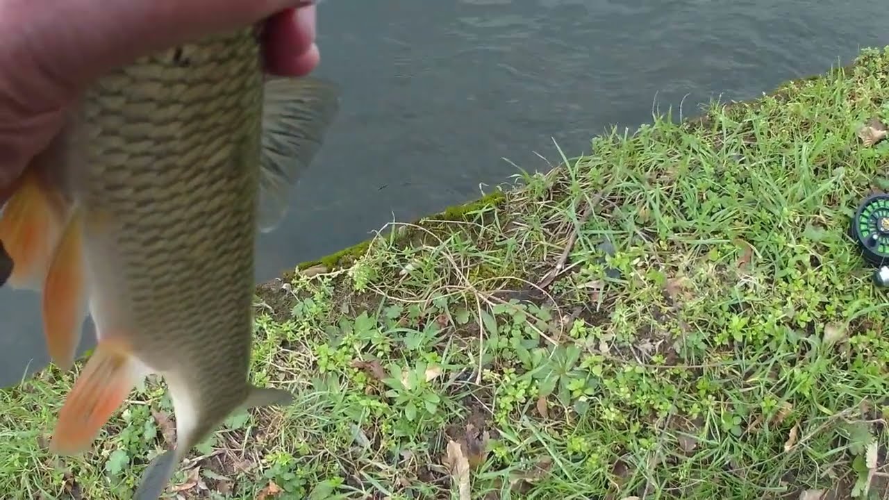 13 janvier 2026 pêche à la mouche dans le sichon à Vichy(v1