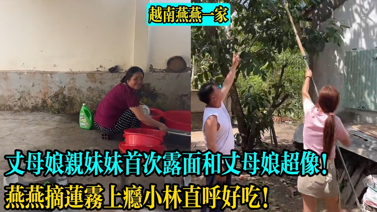 【越南燕燕一家】丈母娘親妹妹首次露面和丈母娘超像！燕燕摘蓮霧上癮小林直呼好吃！