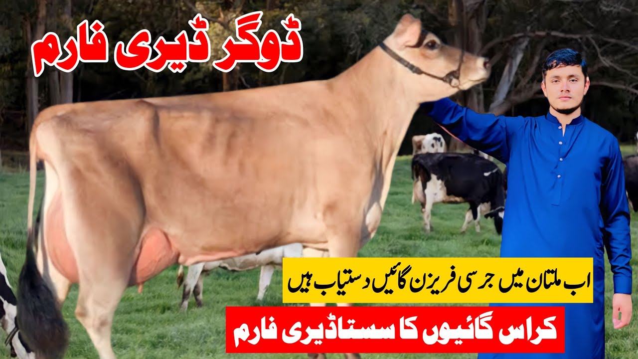 Dogar Dairy Farm Multan | Cross Cows | Small Dairy Farm 😍 | Cow For Sale In Pakistan 🐄