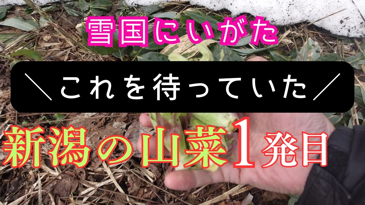 【新潟の春の山菜】やっと新潟に春が来た！【美味い山菜を堪能しよう！】