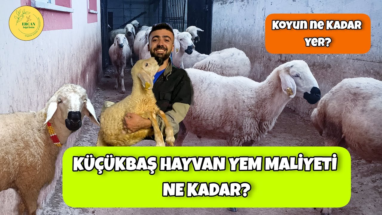 KÜÇÜKBAŞ HAYVAN YEM MALİYETİ NE KADAR ? KOYUN NE KADAR YER?. #küçükbaş #koyun 