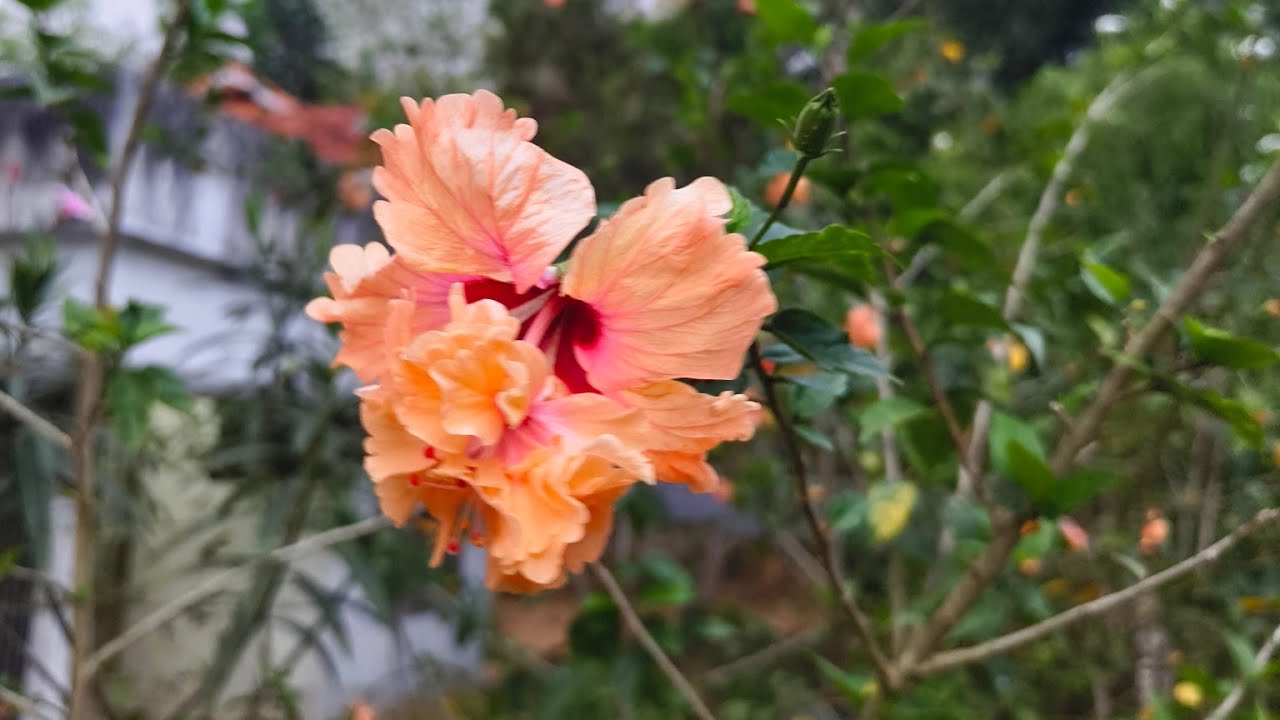 ഞാൻ വന്നല്ലോ നിങ്ങൾ എവിടെയാണ് കൂട്ടുകാരെ@EbyEesovlogs
