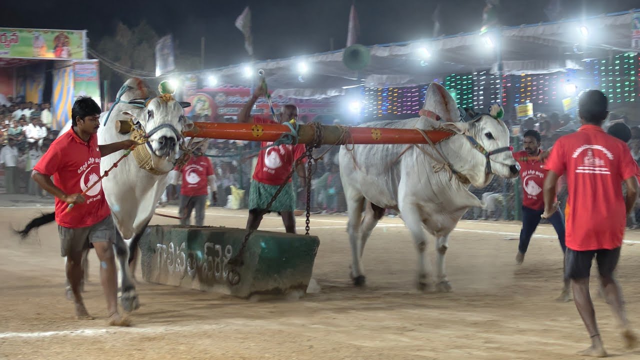 2026-రెంటచింతల.సీనియర్స్.12వ జత.SSR BULLS సుంకి సురేందర్ రెడ్డి ASP గారు హుజుర్నగర్ సూర్యాపేట జిల్లా