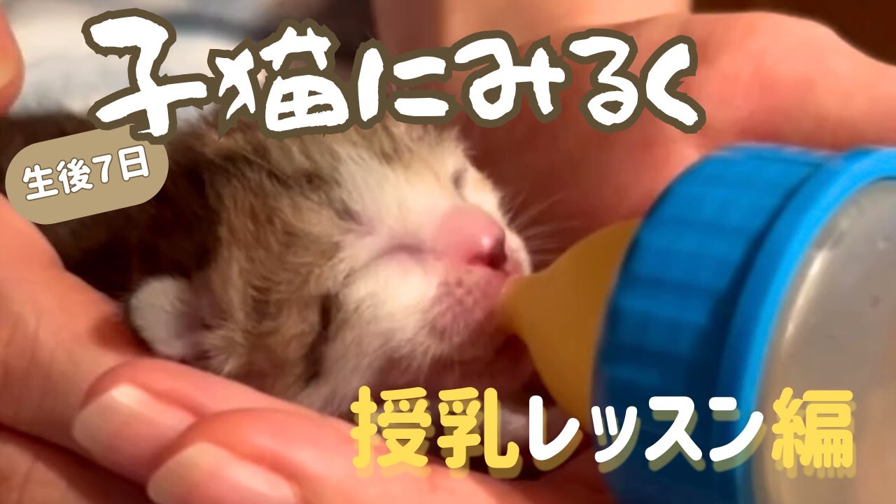 子猫の授乳の基本をギュギュと詰め込み大公開☆