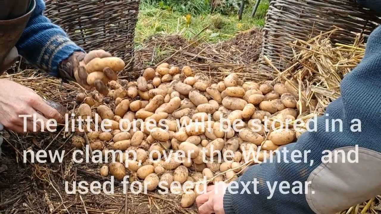 The Potato Clamp: Part 2. 