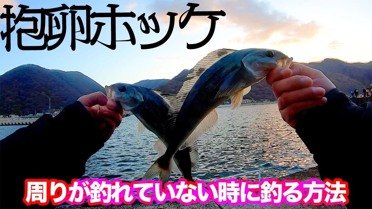 【抱卵ホッケ】積丹方面ホッケ開幕！周りが釣れていなくても釣れた方法とは？【ジグサビキ】