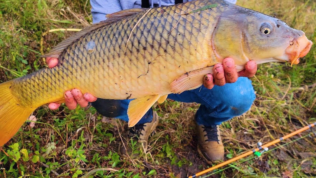 Pescando y curando a los peces! , gran pesca de carpa