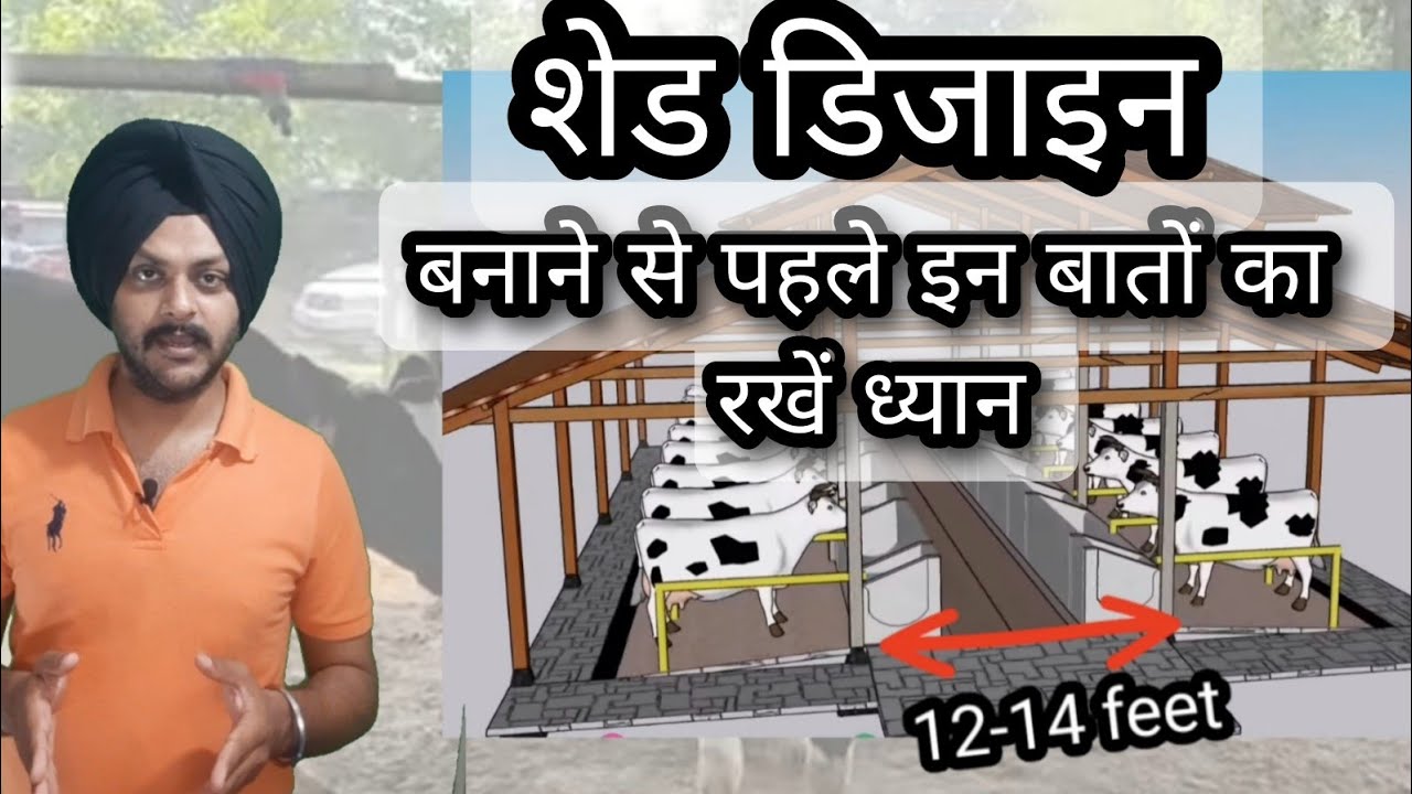 8-10 से 40-50 पशुओं के लिए डेयरी फार्म कैसे तैयार करें! 92668-58667 | इन बातों को हमेशा याद रखें।