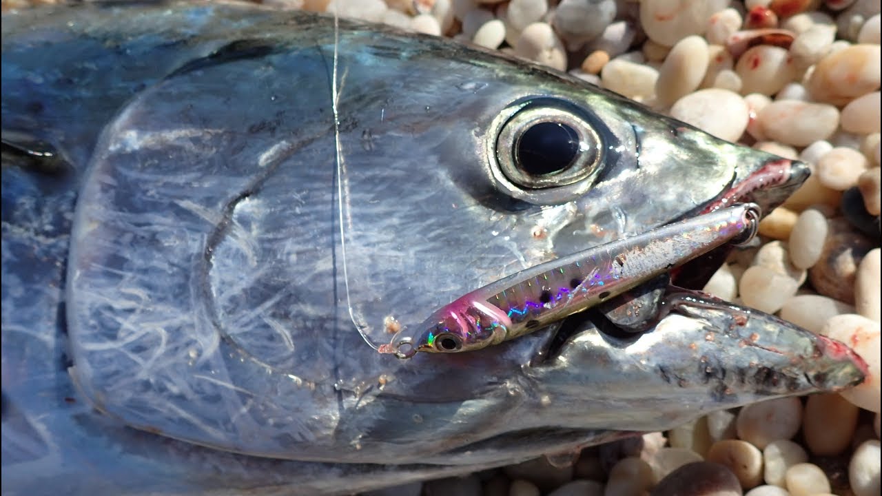 Albies on the Rocks - Hogy Peanut Jig