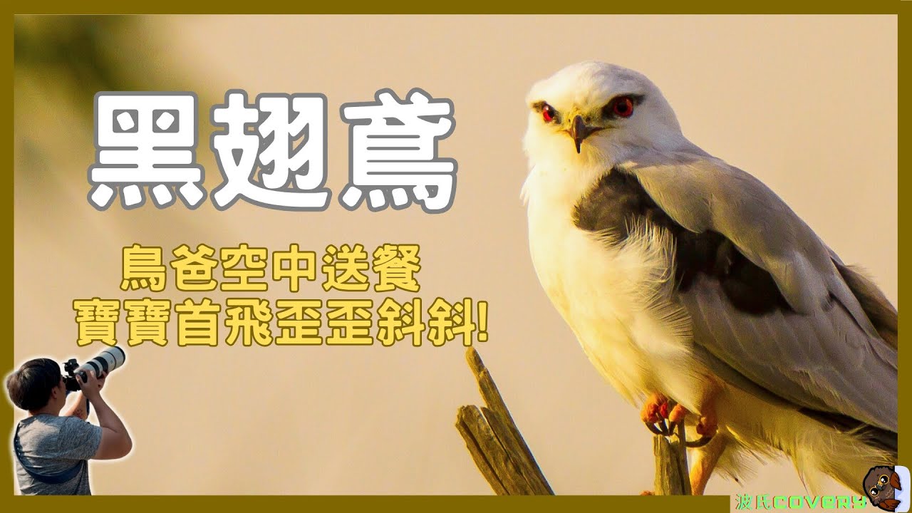 【波氏covery】黑翅鳶寶寶的第一次飛行，竟然是被風「吹」上天的？！最狼狽又最珍貴的首飛全紀錄 | 波氏家族 popofamily