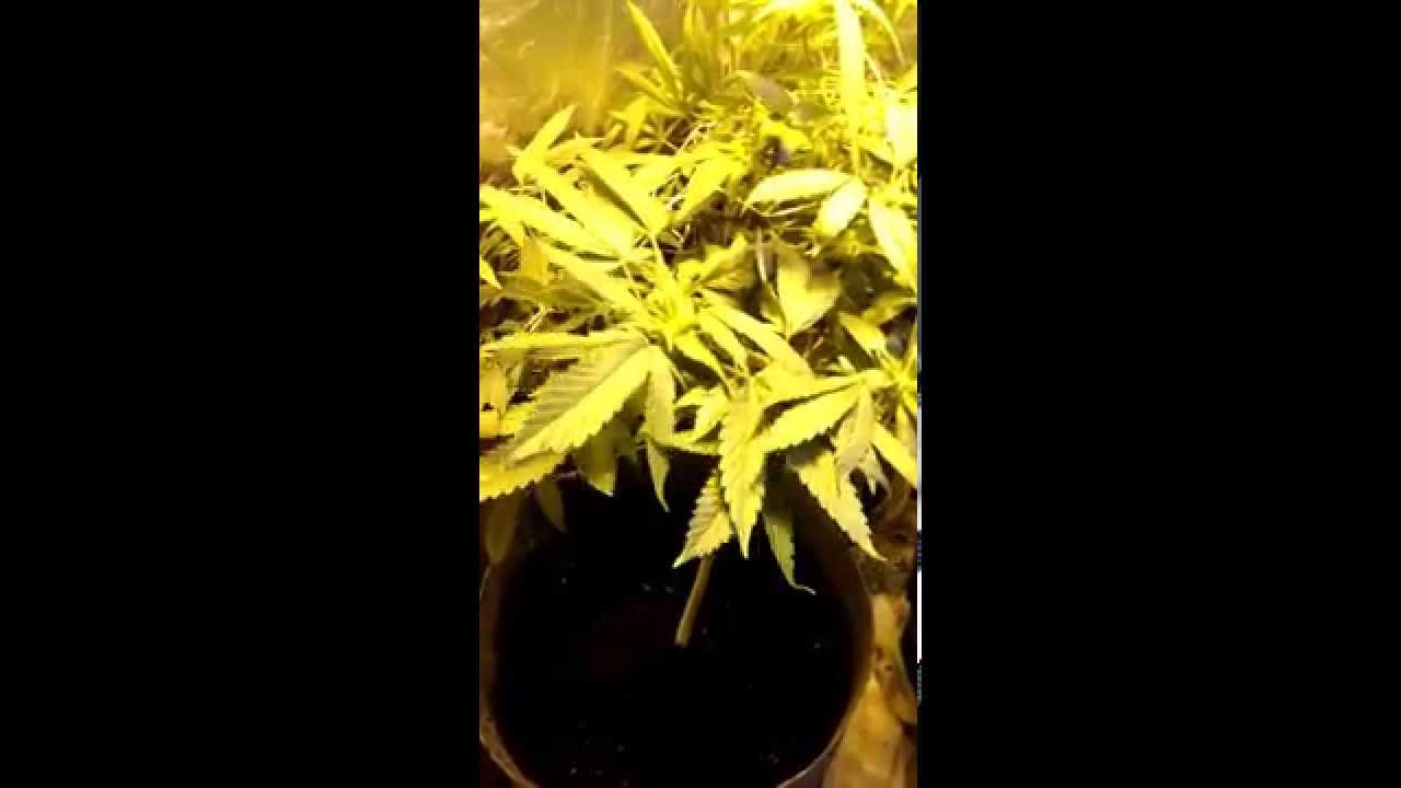 La con,3 kings, blue crack 900w update