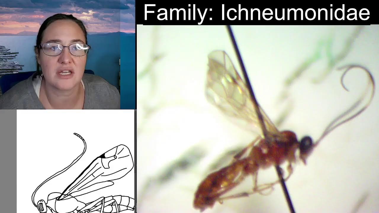 Insect Illustrations Under a Microscope: Ichneumon Wasp (Family: Ichneumonidae)