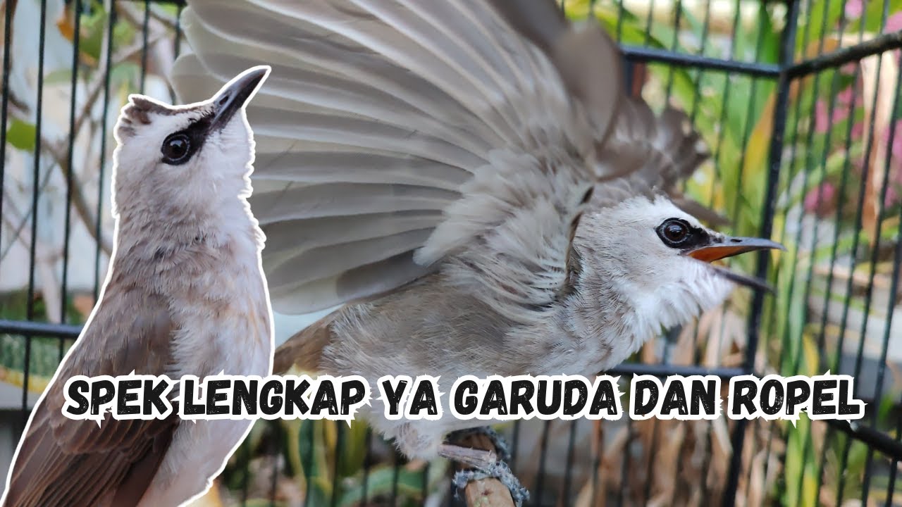 UMUR BERAPA BURUNG TRUCUKAN BISA ROPEL DAN GARUDA?