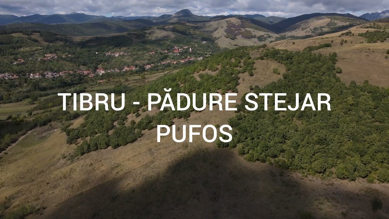 Păşuni cu arbori: Tibru