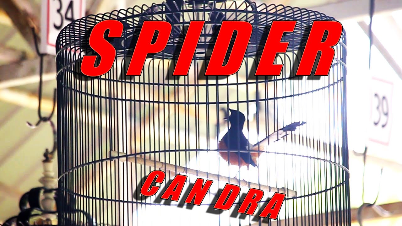 AKSI MURAI BATU SPIDER MILIK CANDRA JUARA 3 DI KELAS G28 PIALA BUPATI SEKADAU CUP 2