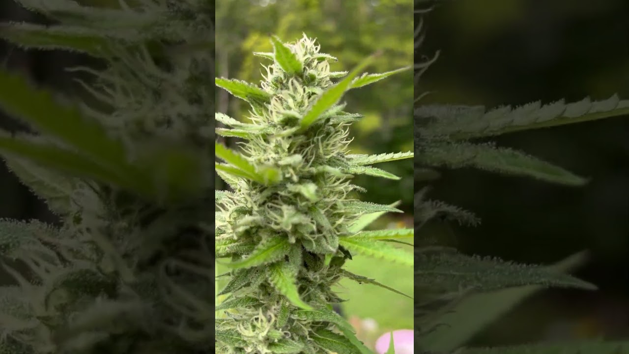 At the farm “white truffles” auto getting close few more weeks 