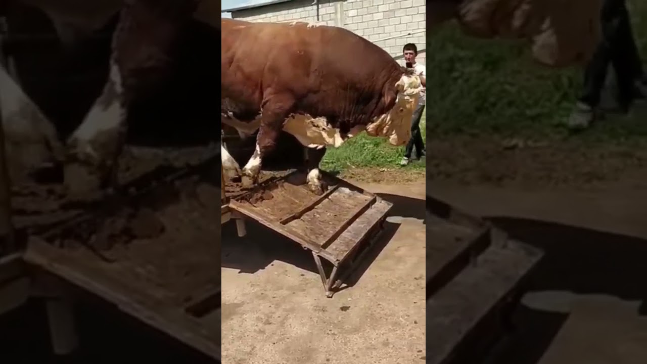 Рекорд бука 🙂🙂