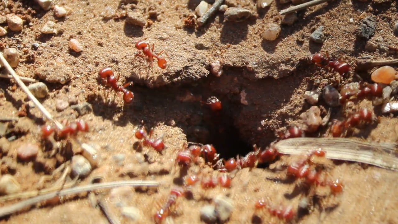 Ant's - The People - 0010.01 - MVI 1619