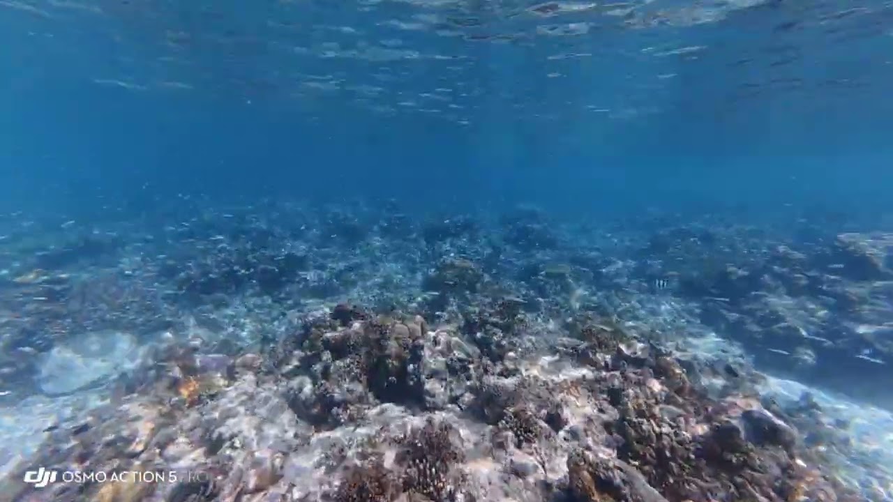 Waling-Waling Island Experience 