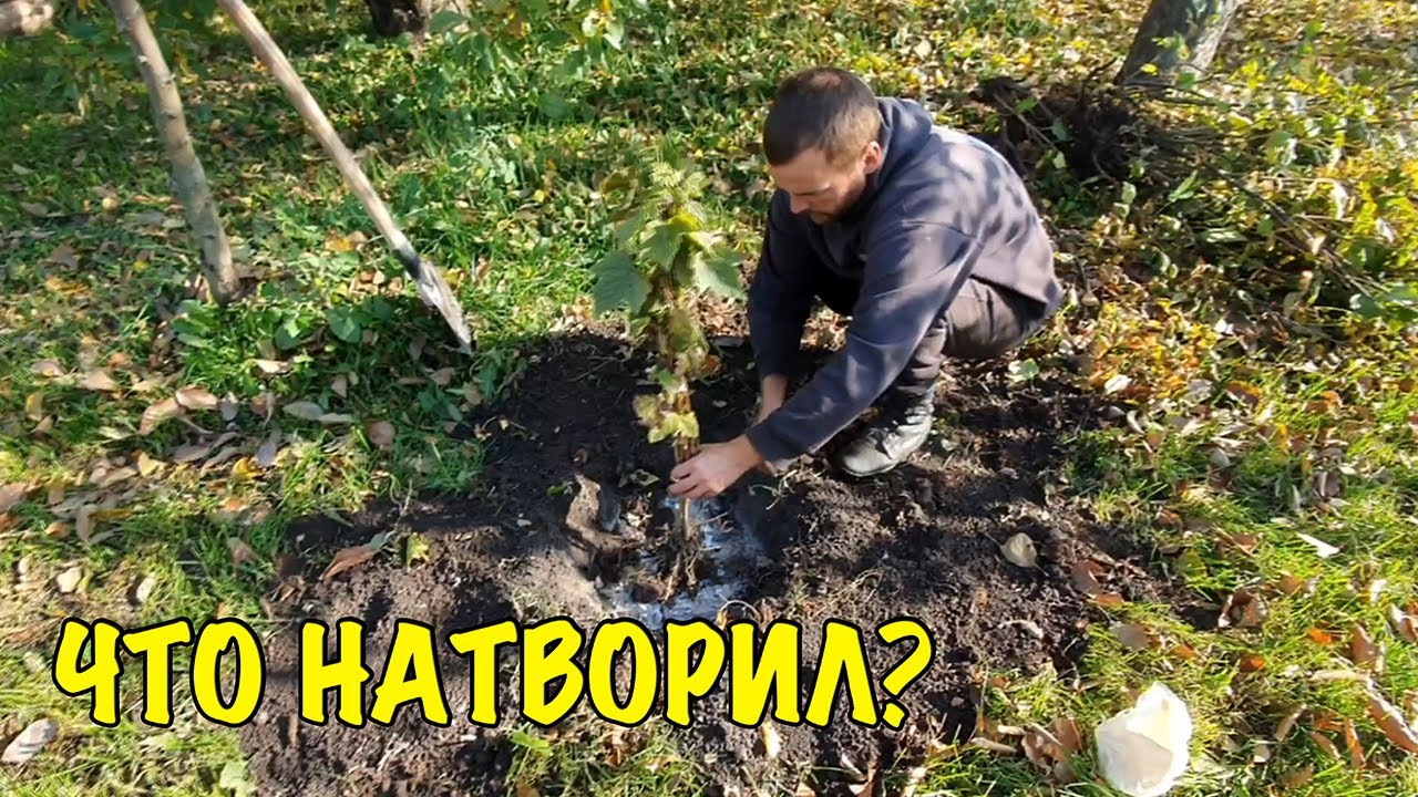 ДАЖЕ РУКА НЕ ДРОГНУЛА! Обновляем сад во дворе. Посадили деревья и кусты. Влог про жизнь в деревне