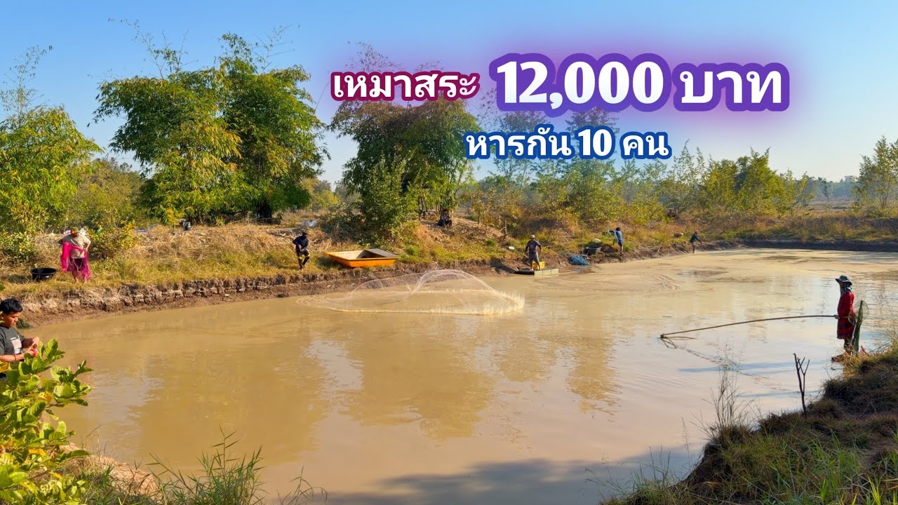 เหมาสระ 12,000 บาท หาร 10 คน หว่านเเห สระ4ปีน้ำลึก4เมตร สระที่ปลาตองกายเยอะสุดๆ / บ้านนอก EP.991