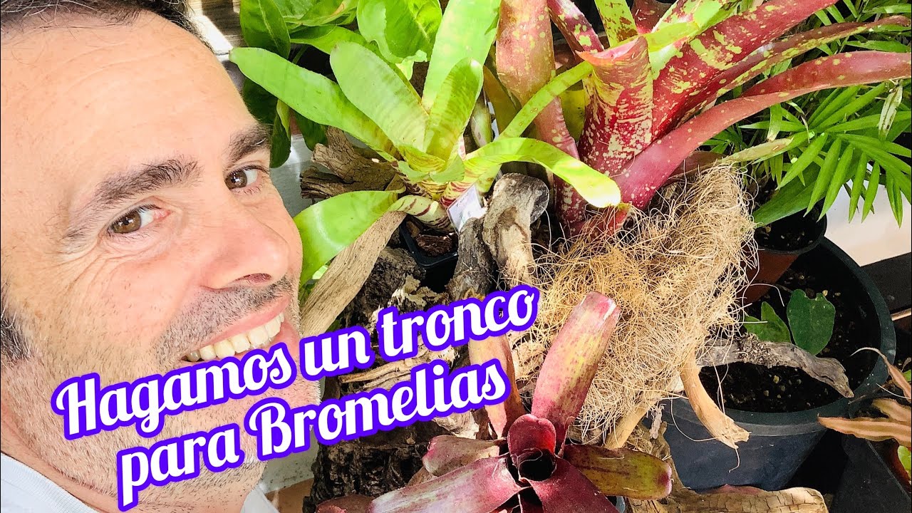 Hagamos un tronco para Bromelias, un jardín en el ático CAP 104