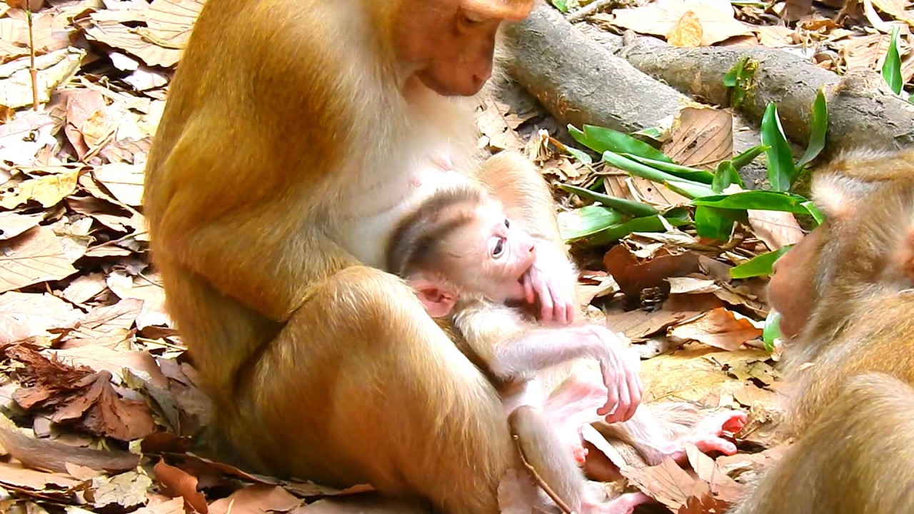 Sweet baby monkey, Libby Encourages Levy to Go with Amanda While She Learns Mothering Skills
