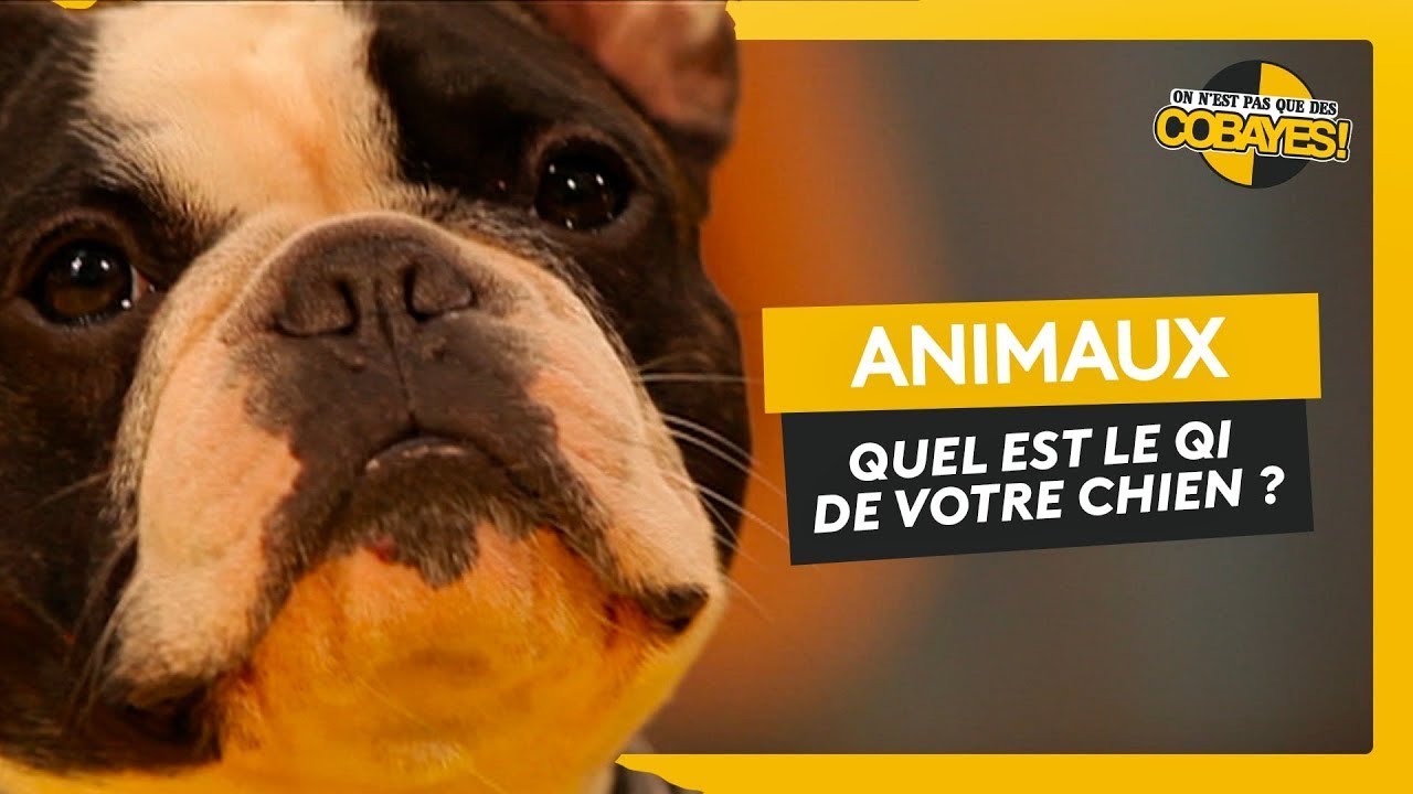 5 tests pour calculer le QI de son chien - Les Cobayes