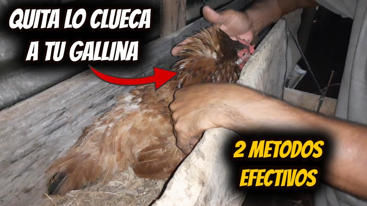 2 Métodos COMO QUITAR LA CLUEQUERA a una GALLINA quita la clueca a tus Gallinas