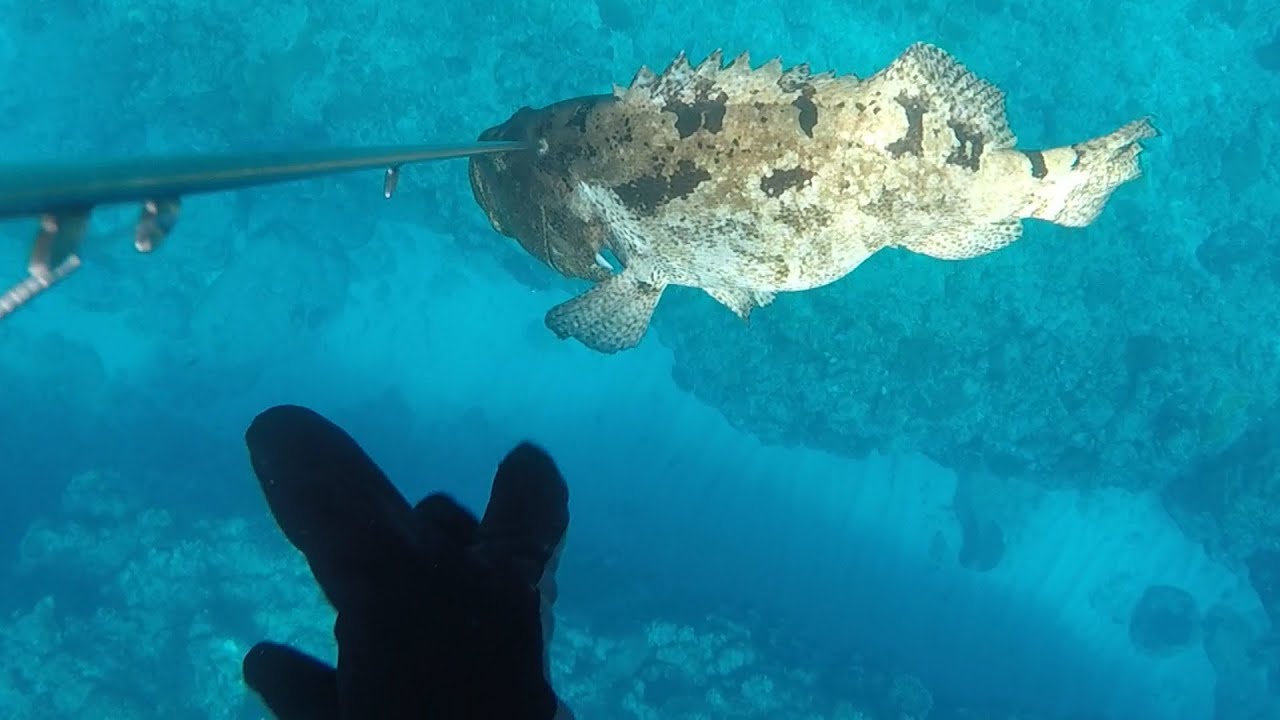 【魚突き】奄美大島 マダラハタ11kg 2020年6月1日