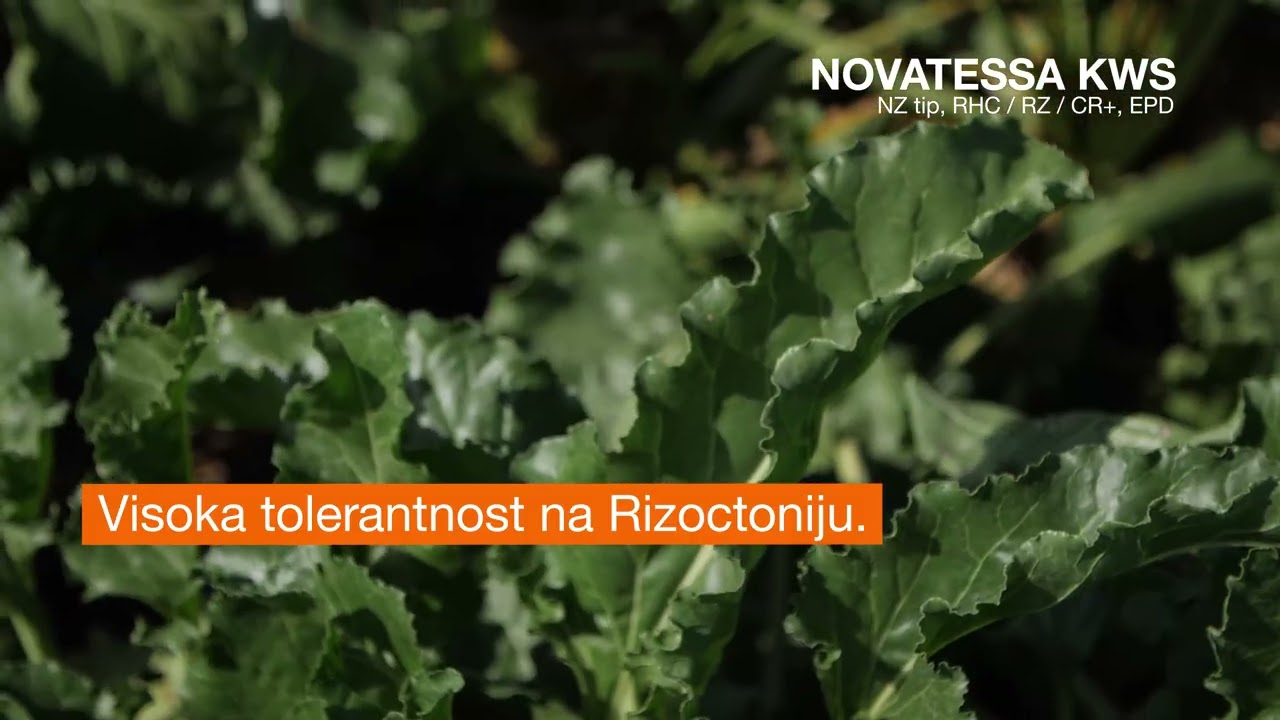 NOVATESSA KWS - sorta šećerne repe