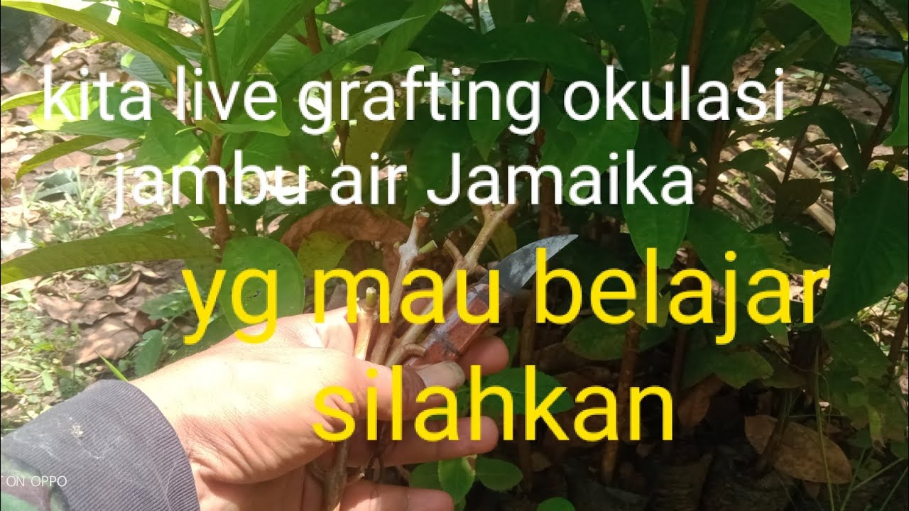 @teguhbibitrejowinangun2666 hari ini kita grafting okulasi jambu air Jamaika bozku 