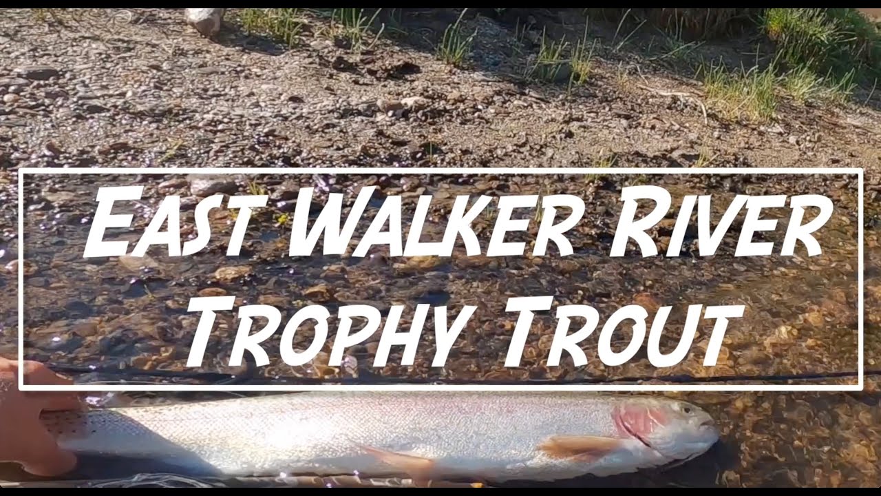 Fly Fishing the East Walker River for Trophy Trout | June 2024
