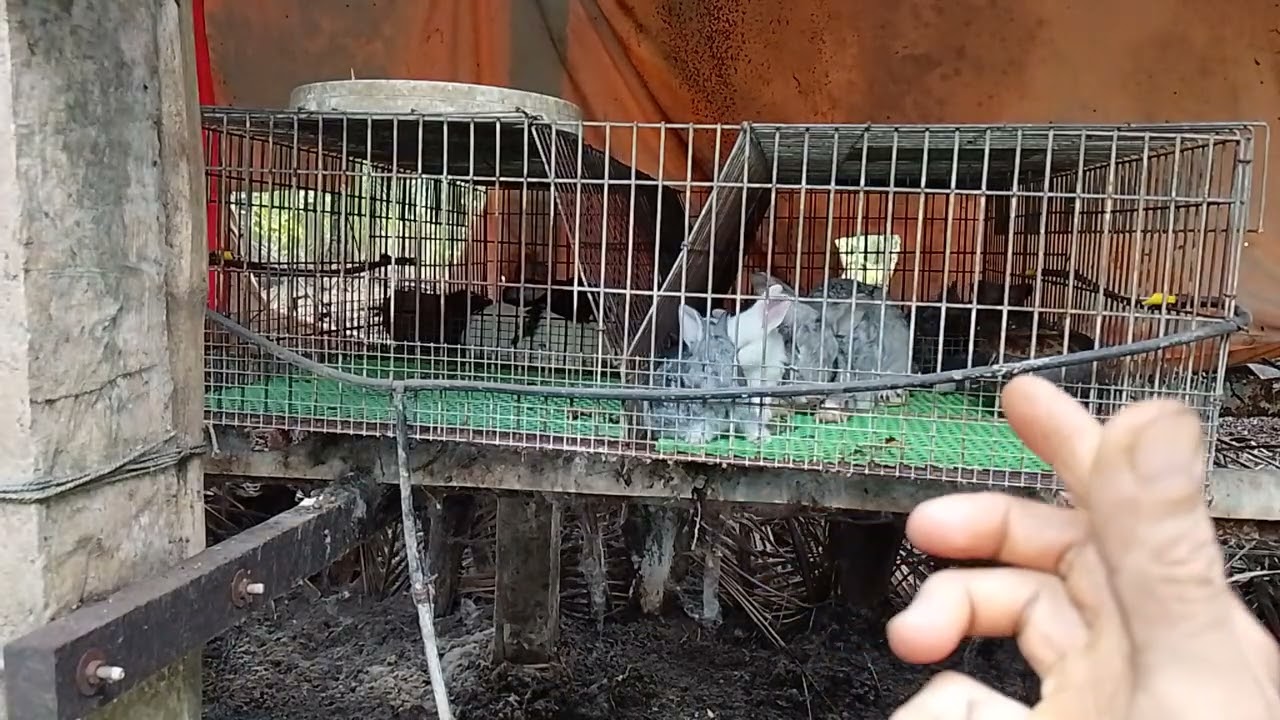 Tình hình thị trường thỏ ngày 6- 3 - 2026