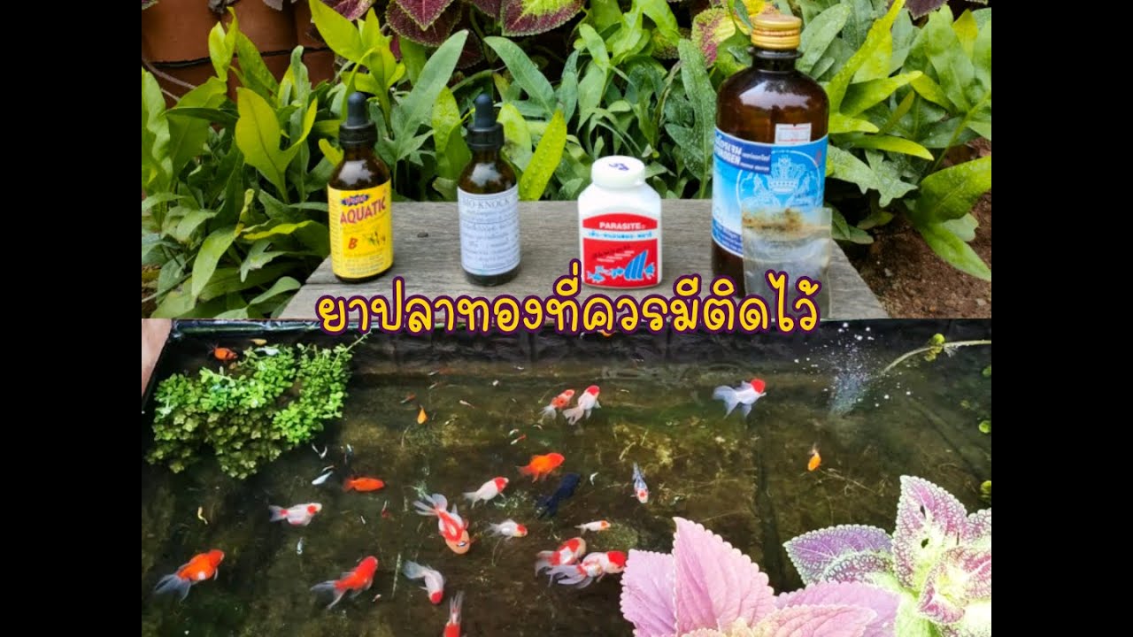 ยาสามัญประจำตู้สำหรับคนเลี้ยงปลาทอง มีติดไว้หยิบใช้ทันการณ์