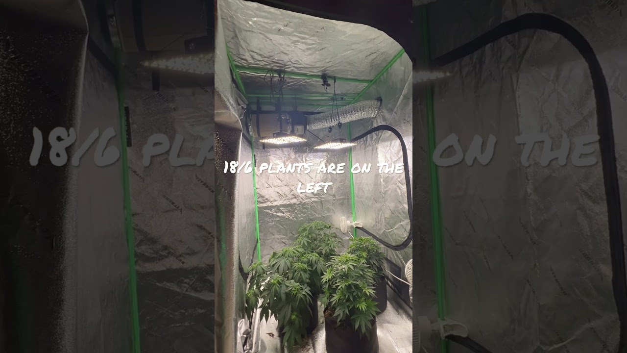 Grow Room Light Duration Head-to-Head Comparison: 24/0 versus 18/6 - plants need sleep too!