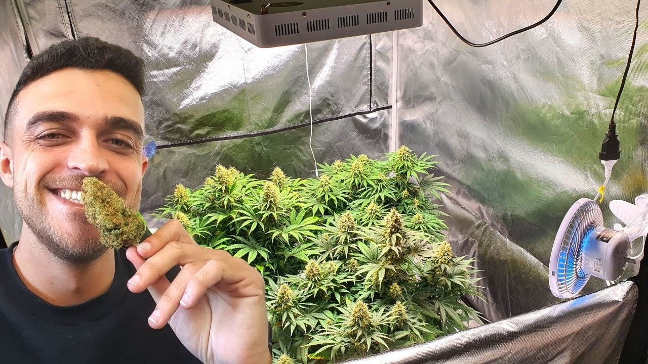 &Eacute; preciso ter todos os equipamentos, para come&ccedil;ar seu cultivo indoor?