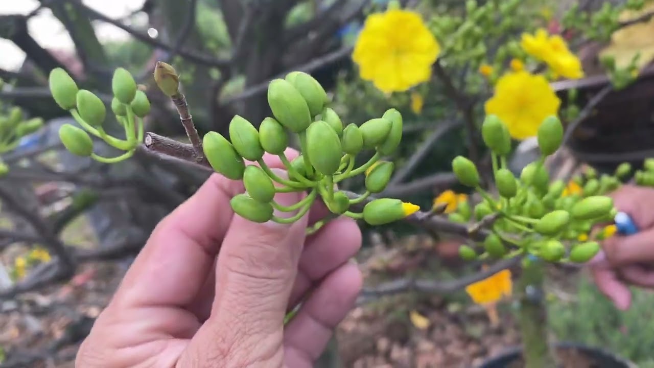 Mai Vàng 20 Tết - Cây Sbbl già mùa nút nụ quá xá.