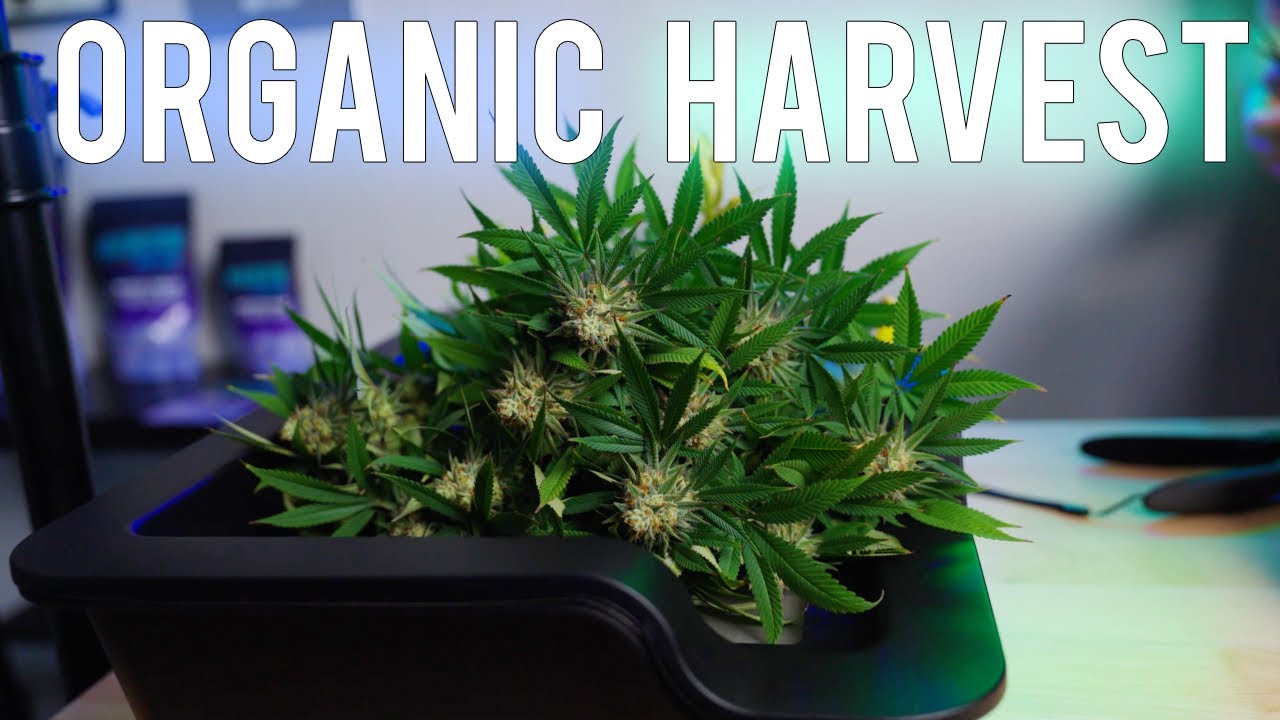 Organic Cannabis Harvest: A Step by Step Tutorial