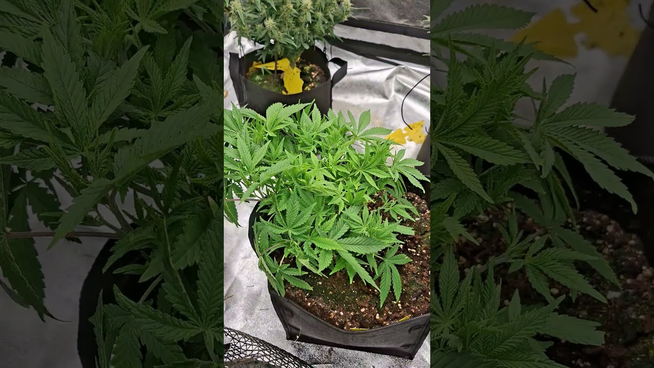 Monster Gorilla Z and Beatiful Banana Purple Punch from Fastbuds #growing #cannabiseducation