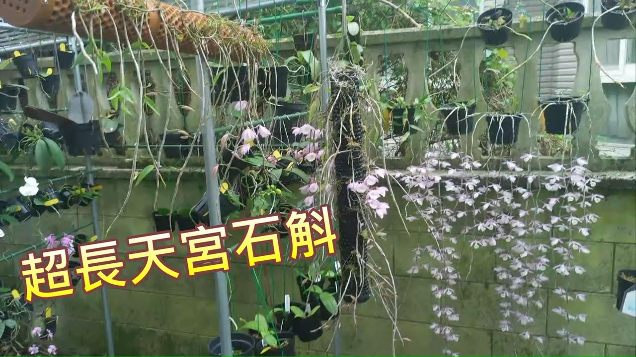 【犀利小農莊22】天宮石斛超長品種瀑布蘭Super long variety Waterfall Dendrobium aphyllum開花性佳，淡淡清香
