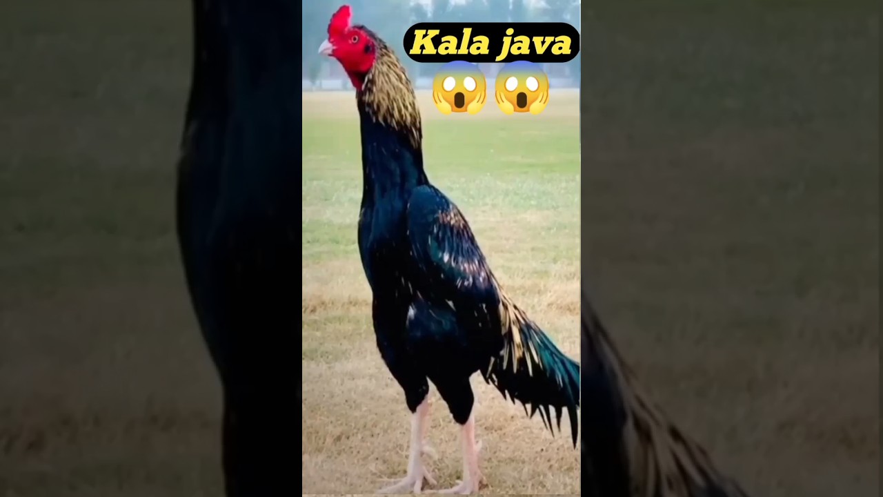 kala java #aseel #shortvideo #shortsfeed #shorts #short #viral #ytshorts #youtubeshorts #viralshorts