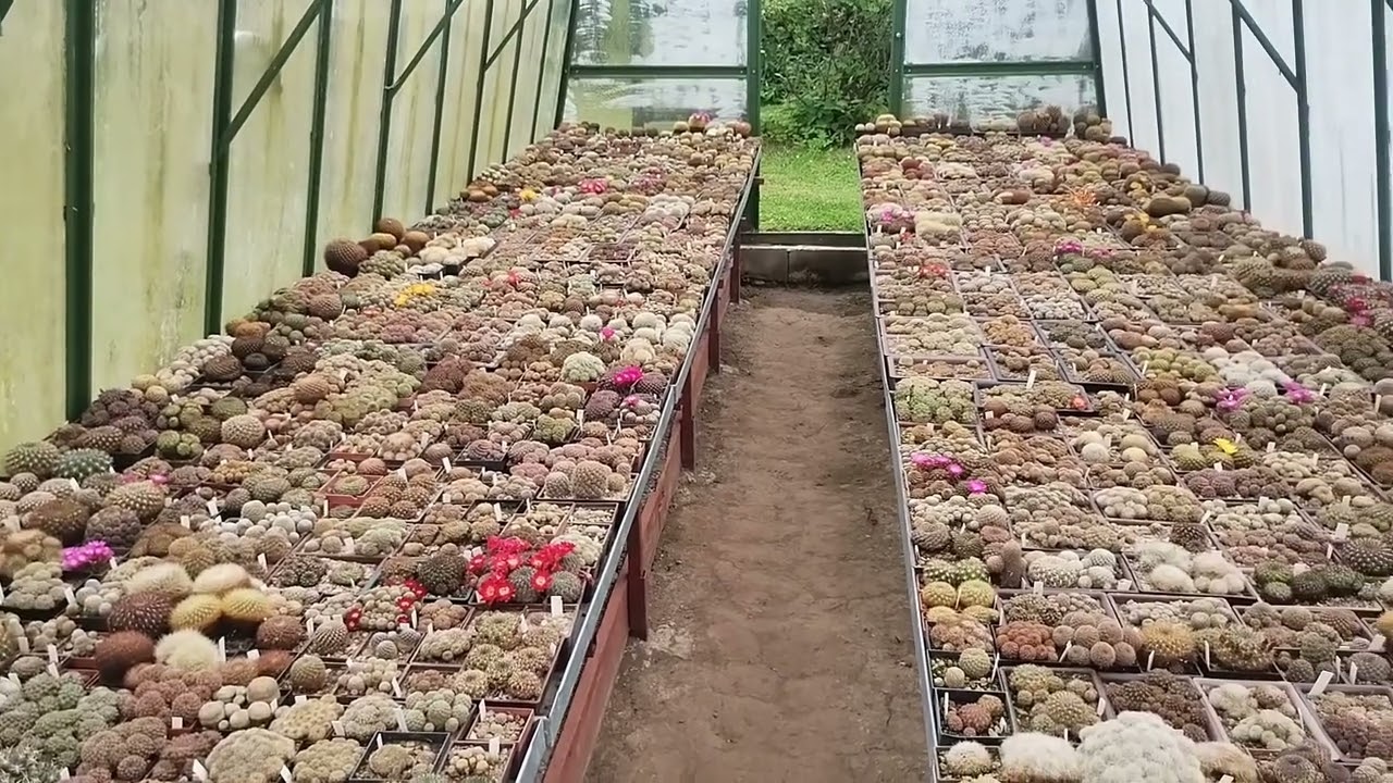Kolekcja Rudolfa Slaby Czechy 2024 Amazing cactus collection in Czech Republic ep1